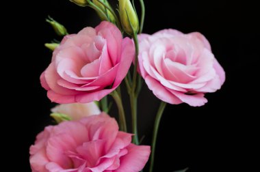 Koyu arkaplanda güzel çiçekler, yaz konsepti, yakın manzara  