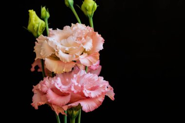 Koyu arkaplanda güzel çiçekler, yaz konsepti, yakın manzara  