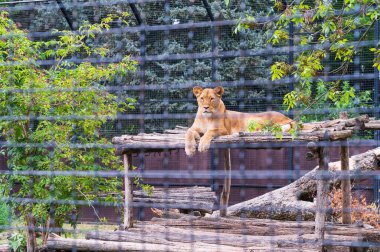 Güneşli bir günde hayvanat bahçesindeki tahta dallarda uzanan dişi aslanın yakın çekimi.