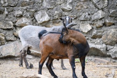 Güneşli bir günde hayvanat bahçesinde keçiler otluyor.