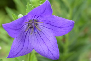 Güneşli yaz gününde bahçede büyüyen güzel bir çiçek. 