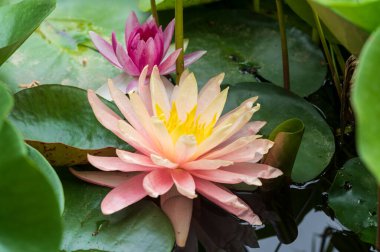 Yaz günü gölette büyüyen güzel nilüferler. 