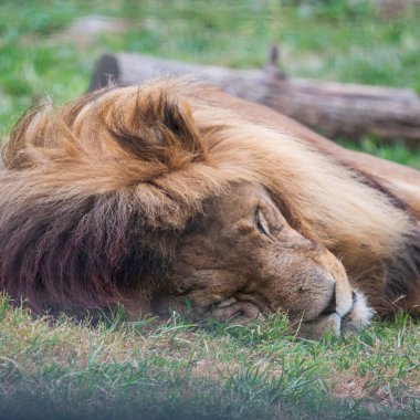 Güneşli bir günde hayvanat bahçesinde çimlerin üzerinde yatan aslanın yakın çekimi.