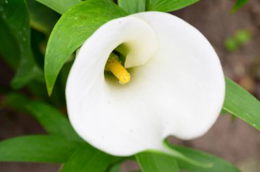 Güneşli yaz gününde bahçede yetişen güzel kalla çiçeği.