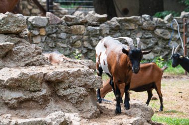 Güneşli bir günde hayvanat bahçesinde keçiler otluyor.