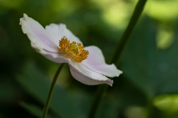 Beautiful Flower Growing Garden Summer Sunny Day — Stock Photo, Image