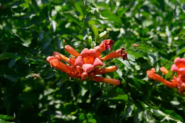 Belles Fleurs Lumineuses Poussant Dans Jardin Journée Ensoleillée Été — Photo