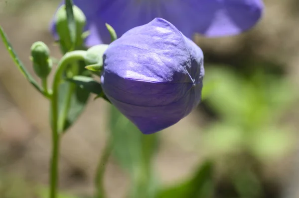 夏の晴れた日に庭で成長する美しい花 — ストック写真