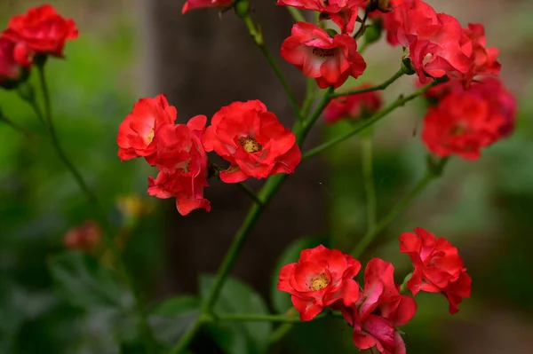 Hermosas Flores Brillantes Que Crecen Jardín Verano Día Soleado — Foto de Stock