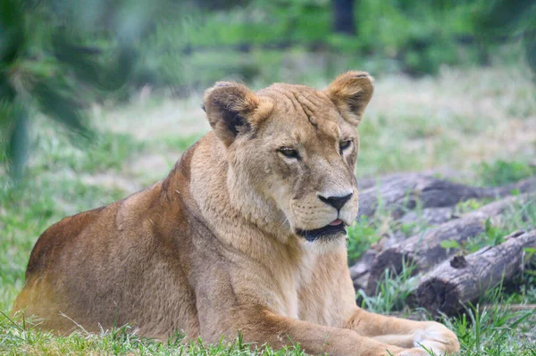 Close Lioness Lying Grass Zoo Sunny Day — Stock Photo, Image