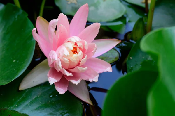 Beautiful Blooming Lotus Growing Pond Summer Day — Stock Photo, Image