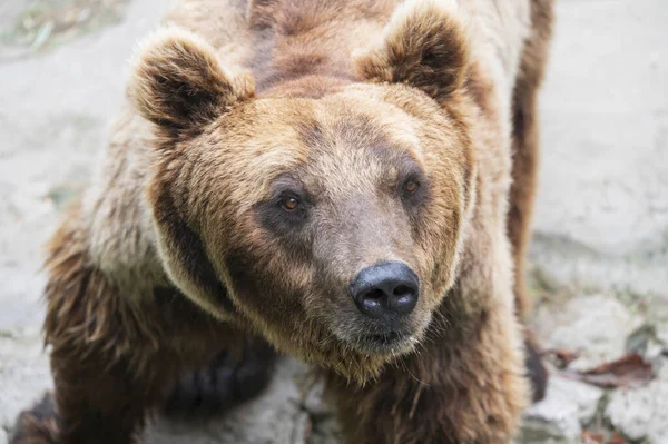 Urso Marrom Bonito Descansando Zoológico Dia Ensolarado — Fotografia de Stock