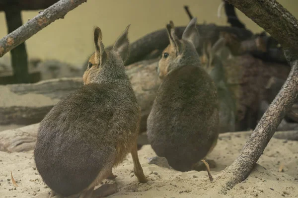 Maras Patagoniques Dans Zoo Journée Ensoleillée Vue Rapprochée — Photo