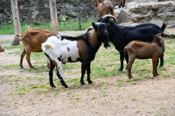 Chèvres Pâturant Dans Zoo Soleil Jour — Photo