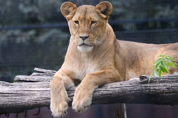 Close Lioness Lying Wooden Branches Zoo Sunny Day — Stock Photo, Image