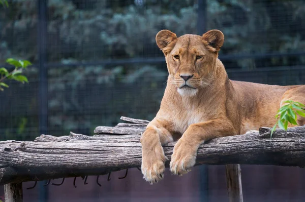 Close Lioness Lying Wooden Branches Zoo Sunny Day — Stock Photo, Image