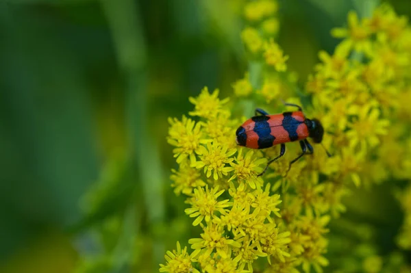 Käfer Schönen Hellen Blumen Die Sonnigen Sommertagen Garten Wachsen — Stockfoto