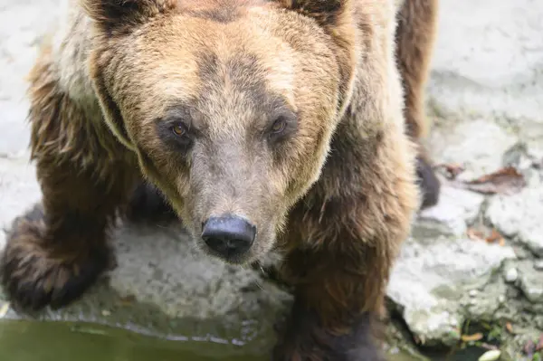 Urso Marrom Bonito Descansando Zoológico Dia Ensolarado — Fotografia de Stock