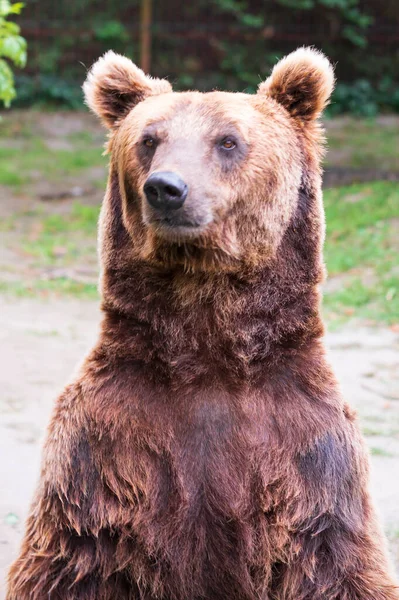 Милый Бурый Медведь Отдыхает Зоопарке Солнечный День — стоковое фото