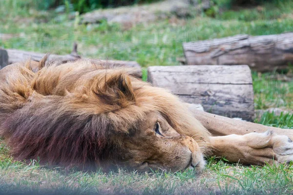 Close Lion Lying Grass Zoo Sunny Day — Stock Photo, Image