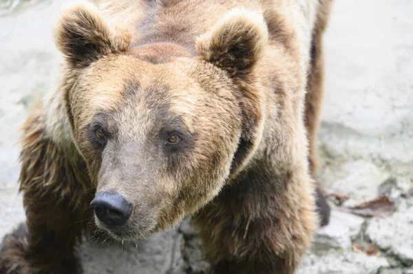 Urso Marrom Bonito Descansando Zoológico Dia Ensolarado — Fotografia de Stock