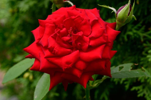 Hermosa Flor Rosa Brillante Creciendo Jardín Verano Día Soleado — Foto de Stock