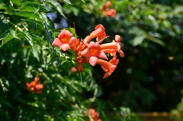 Belles Fleurs Lumineuses Poussant Dans Jardin Journée Ensoleillée Été — Photo