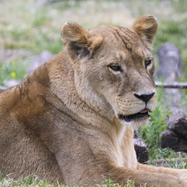 Close Lioness Lying Grass Zoo Sunny Day — Stock Photo, Image