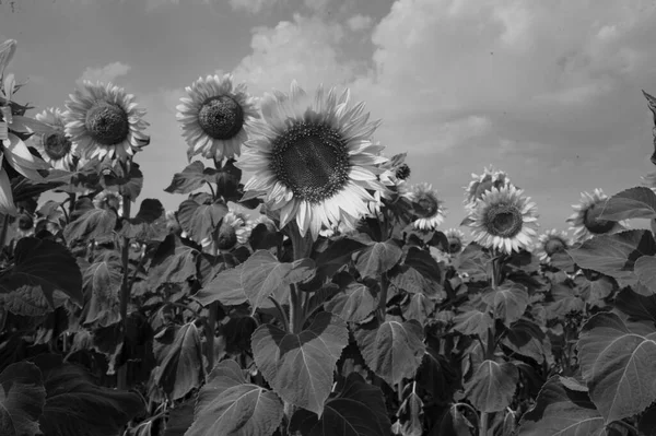 Hermoso Girasoles Creciendo Aire Libre Concepto Verano — Foto de Stock