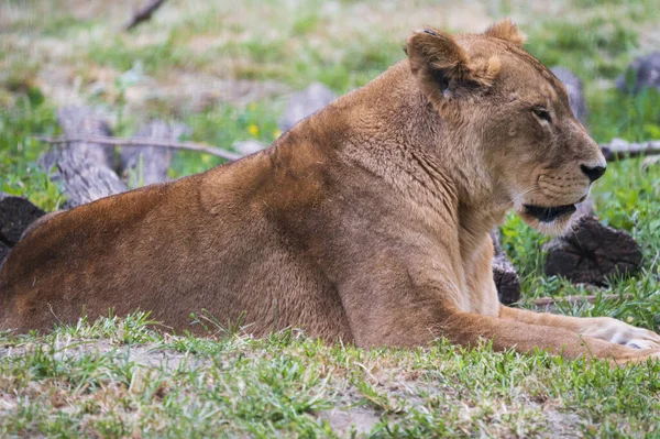 Close Lioness Lying Grass Zoo Sunny Day — Stock Photo, Image