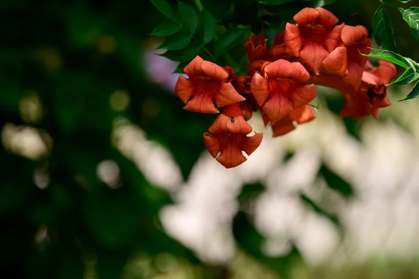 夏の晴れた日に庭で育つ美しい明るい花 — ストック写真