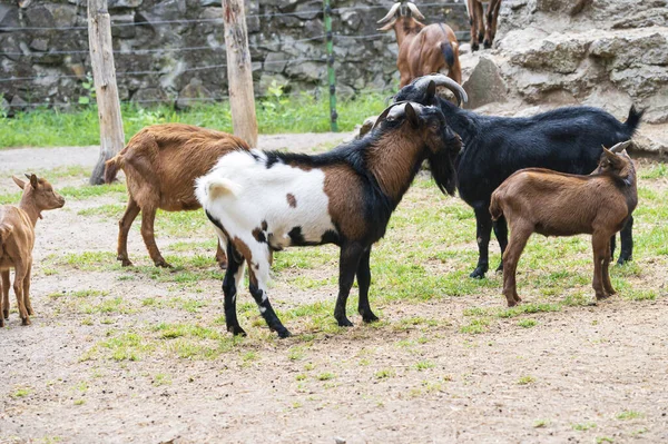 Cabras Pastando Zoológico Dia Ensolarado — Fotografia de Stock