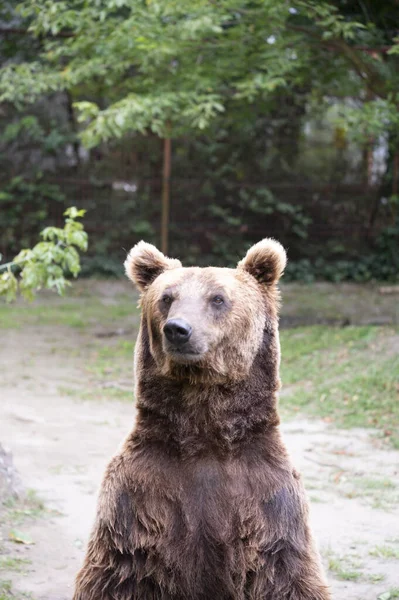 Милый Бурый Медведь Отдыхает Зоопарке Солнечный День — стоковое фото