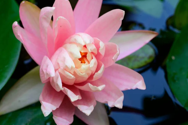 Belle Floraison Lotus Poussant Dans Étang Jour Été — Photo