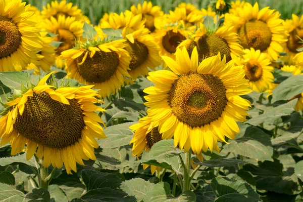 Dışarıda yetişen güzel ayçiçekleri, yaz konsepti 