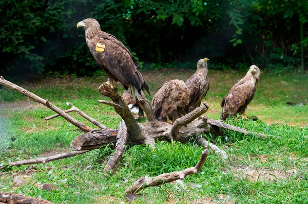Velký Sokolové Odpočívající Větvi Stromu Zoo Zblízka — Stock fotografie