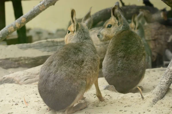 Maras Patagónicas Zoológico Día Soleado Vista Cercana — Foto de Stock