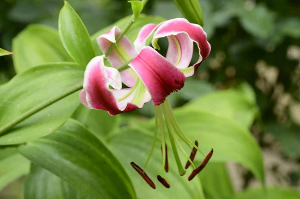 Beautiful Bright Lily Flower Growing Garden Summer Sunny Day — Stock Photo, Image