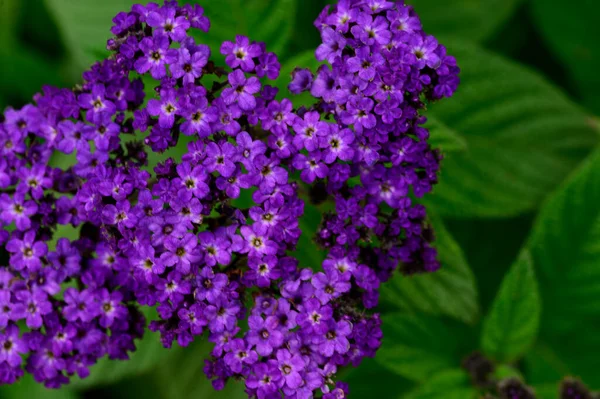 Belas Flores Brilhantes Crescendo Jardim Dia Ensolarado Verão — Fotografia de Stock