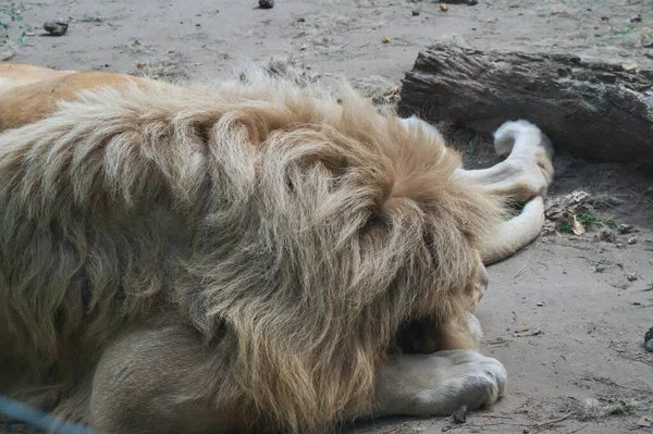 Крупный План Льва Лежащего Земле Зоопарке Солнечный День — стоковое фото