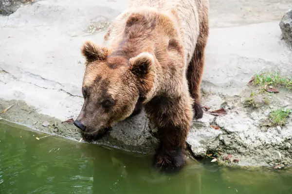 Urso Marrom Bonito Descansando Zoológico Dia Ensolarado — Fotografia de Stock