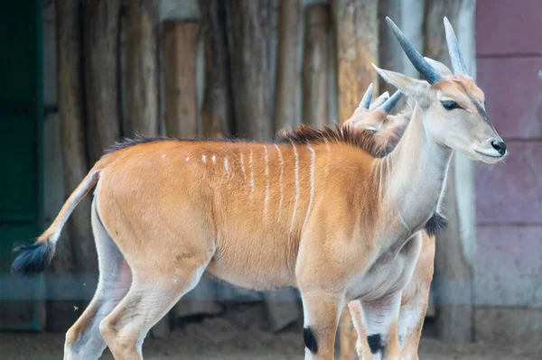 阳光明媚的时候在动物园里观赏可爱的羚羊 — 图库照片