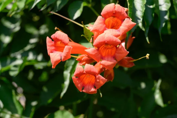 Vackra Ljusa Blommor Xer Trã Dgã Rden Sommaren Solig Dag — Stockfoto