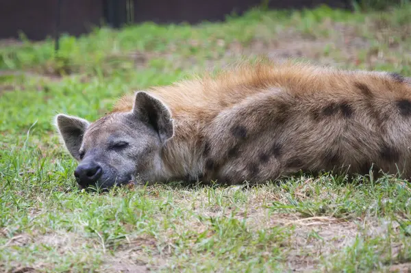 Gros Plan Hyène Couché Sur Herbe Dans Zoo Jour Ensoleillé — Photo