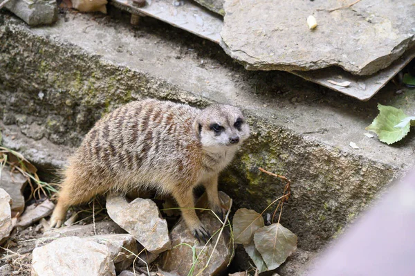 Portrait Meerkat Mignon Vue Rapprochée — Photo