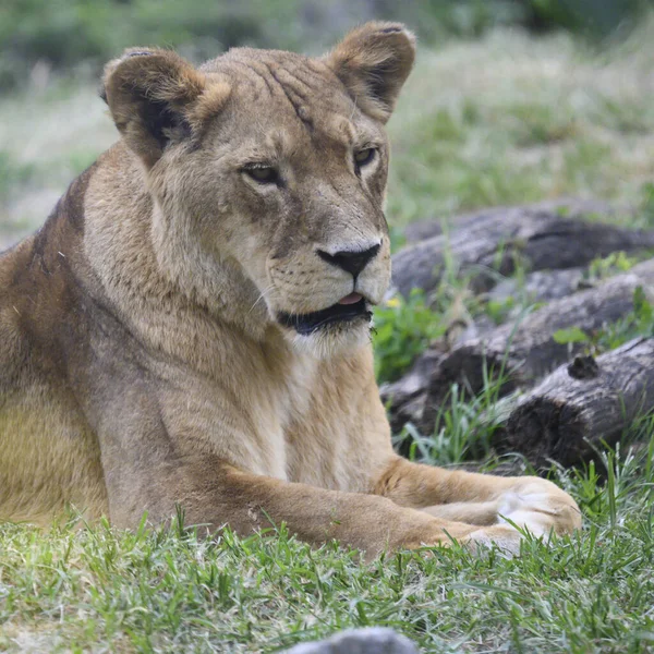 Close Lioness Lying Grass Zoo Sunny Day — Stock Photo, Image