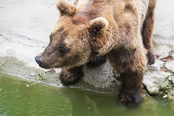 Urso Marrom Bonito Descansando Zoológico Dia Ensolarado — Fotografia de Stock