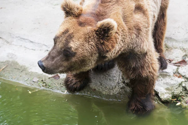 Schattige Bruine Beer Rusten Dierentuin Zonnige Dag — Stockfoto