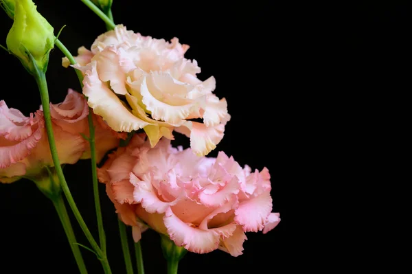 Hermosas Flores Sobre Fondo Oscuro Concepto Verano Vista Cercana — Foto de Stock