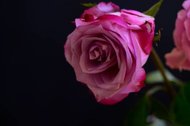 Güzel gül, yaz konsepti, yakın manzara  